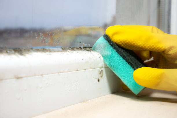 Best Bathroom Mold Remediation in Pottstown, PA